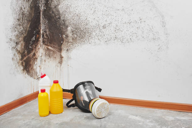 Best Commercial Mold Removal  in Malakoff, TX