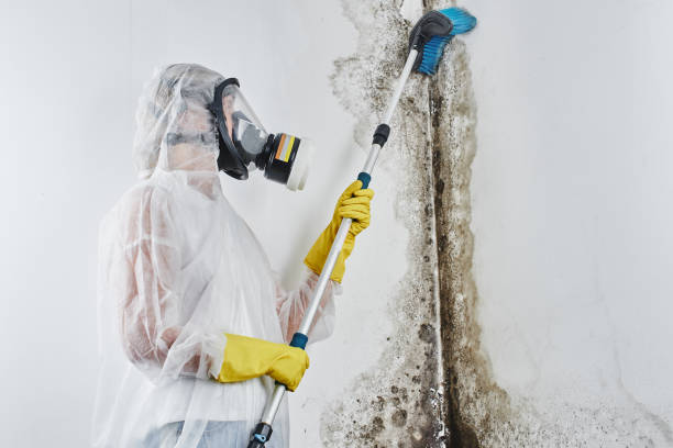 Professional Mold Removal in Malakoff, TX