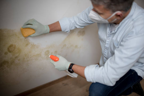 Best Crawl Space Mold Removal  in Malakoff, TX