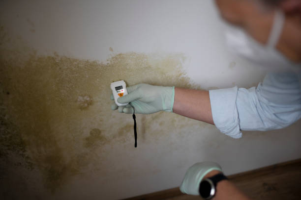 Best Local Mold Removal Service  in Malakoff, TX