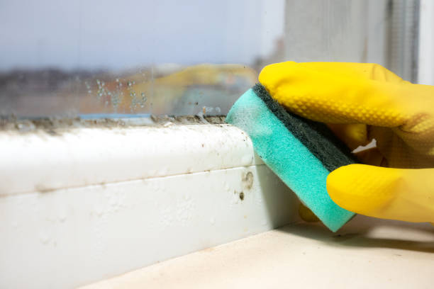 Best Attic Mold Removal  in Malakoff, TX