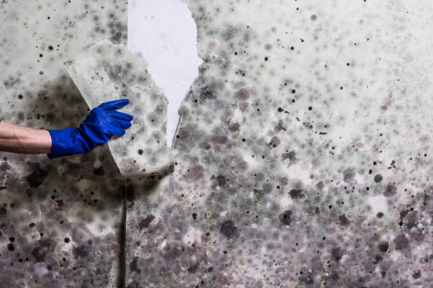 Best Attic Mold Removal  in Malakoff, TX